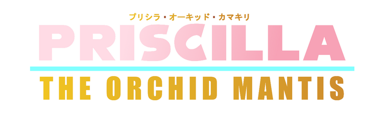 Priscilla The Orchid Mantis